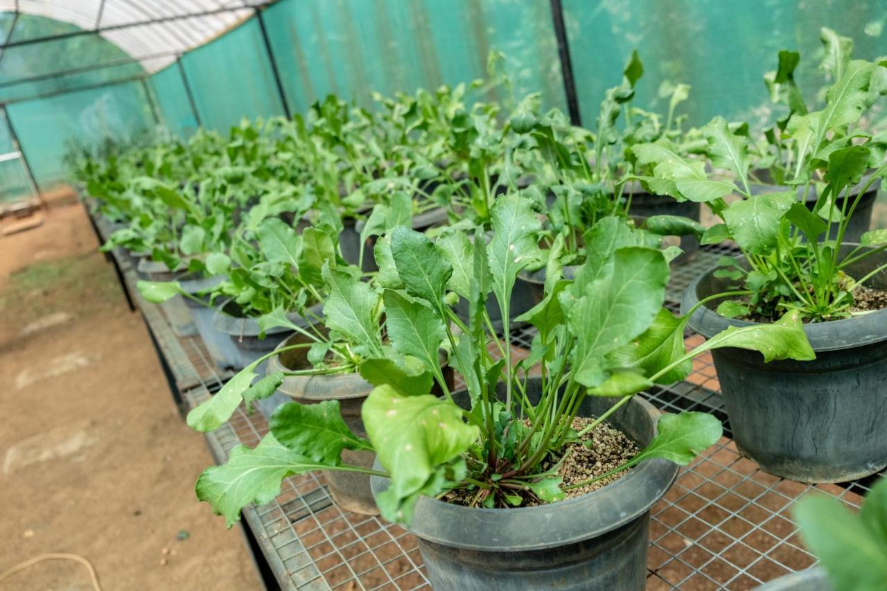 Mangaal Farmstay Goa Vichondrem المظهر الخارجي الصورة