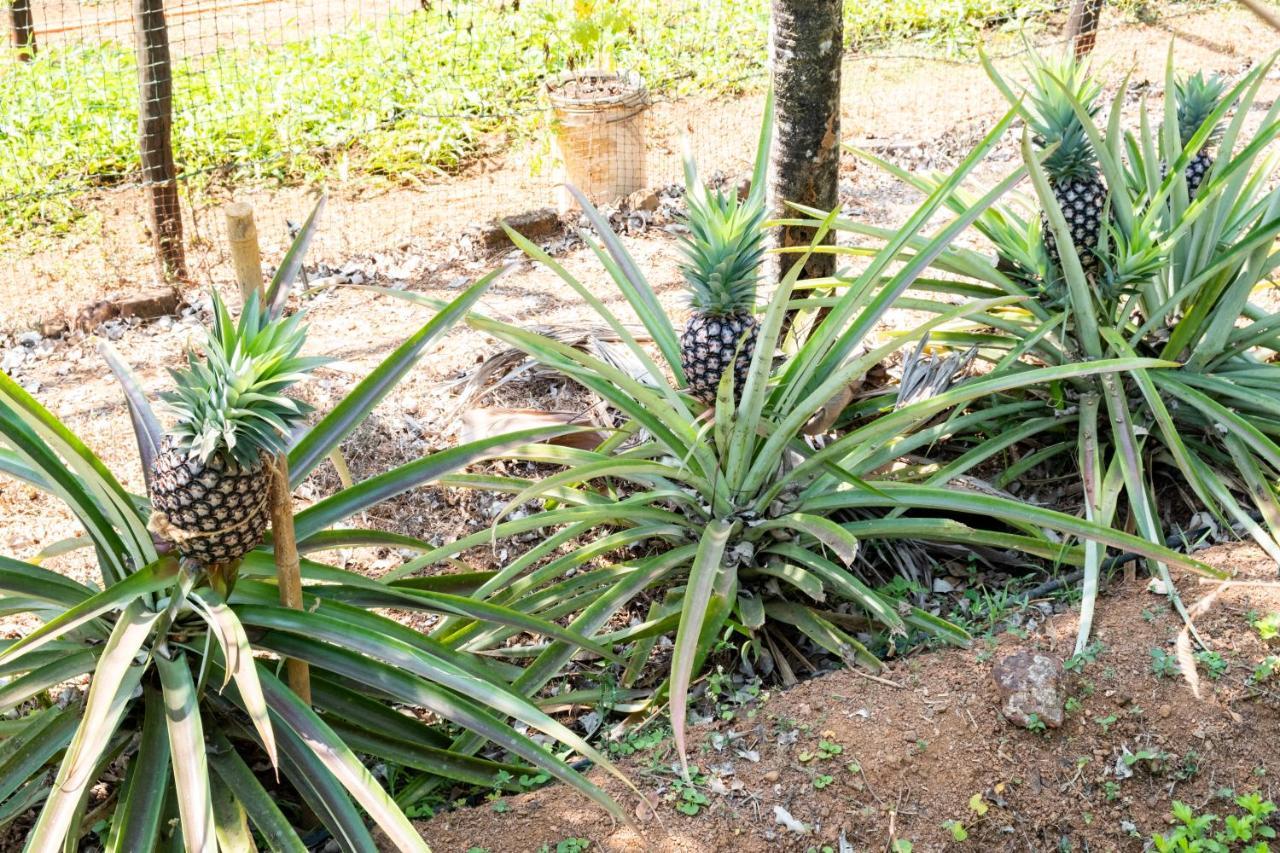 Mangaal Farmstay Goa Vichondrem المظهر الخارجي الصورة