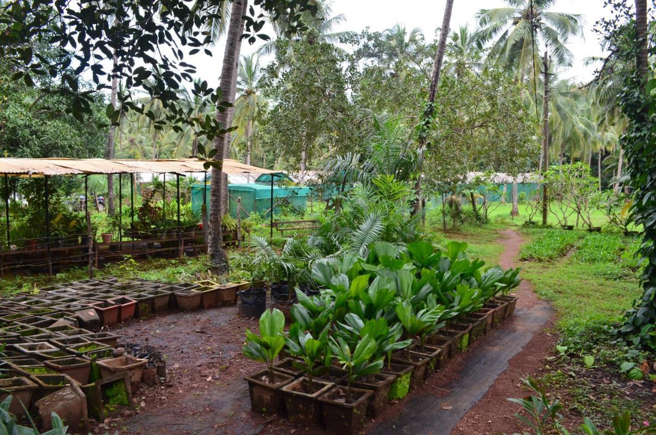 Mangaal Farmstay Goa Vichondrem المظهر الخارجي الصورة